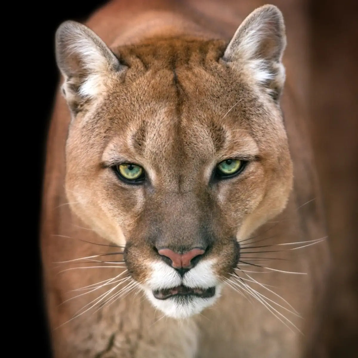 Dynamic Puma Power Animal Connections Maintenance Attunement